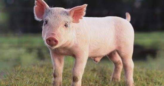 تاريخ دهن الخنزير