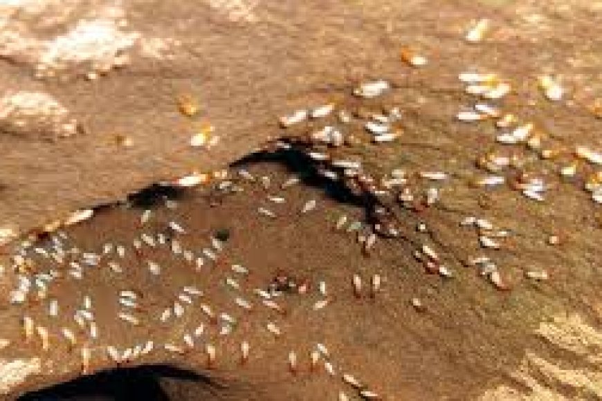 أصحاب المنازل المنهارة بسبب النمل الأبيض في إسنا يستغيثون: